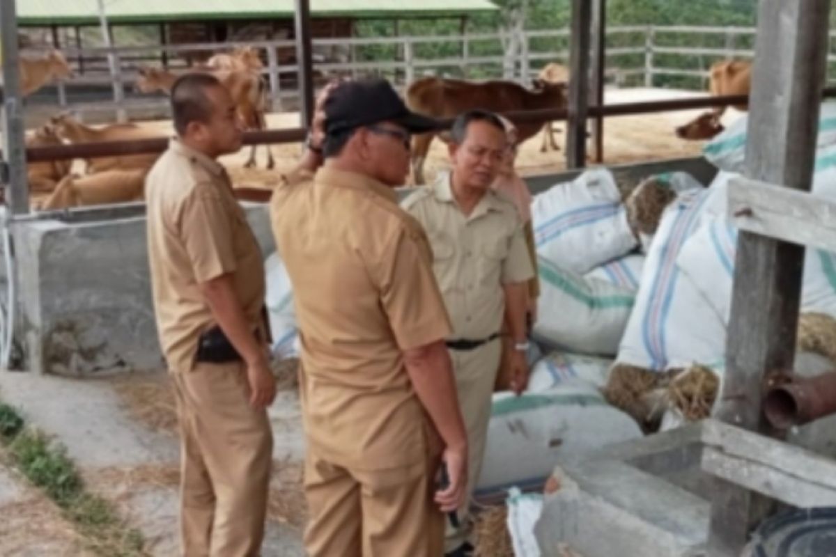 Pemprov Sulbar kembangkan pembibitan ternak sapi di Polman