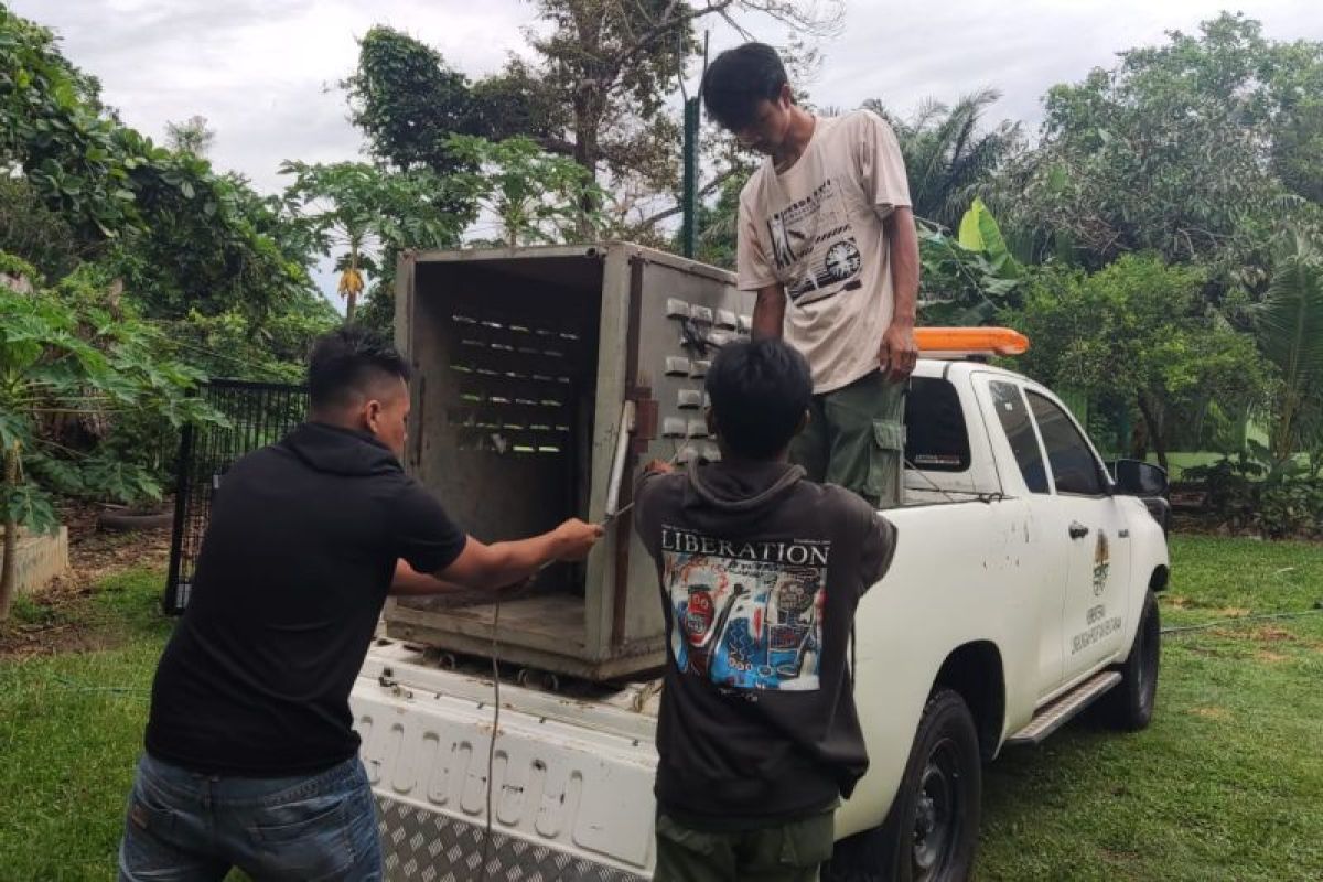 BKSDA pasang jebakan kamera atasi gangguan harimau di Lampung Barat