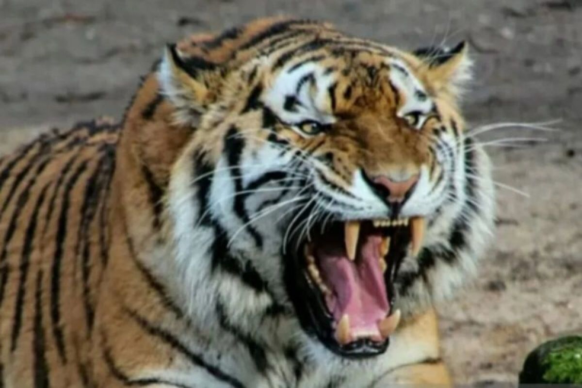 Hoaks! video harimau mirip anjing laut terdampar di pantai