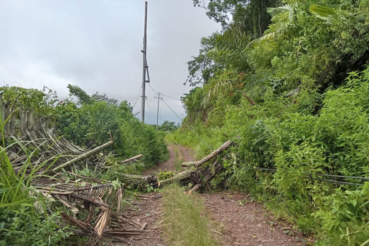 Pohon tumbang timpa tiang listrik di Kecamatan Sano Nggoang, Mabar