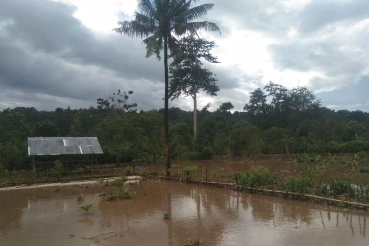 Hujan deras akibatkan sawah dan kebun di Manggarai Barat terendam banjir