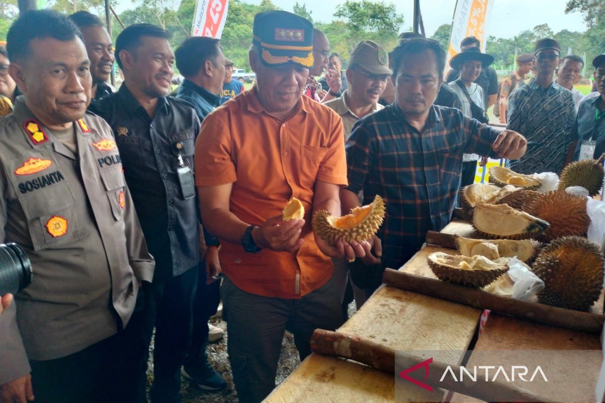 Durian Rejang Lebong bisa menjadi komoditas unggulan daerah