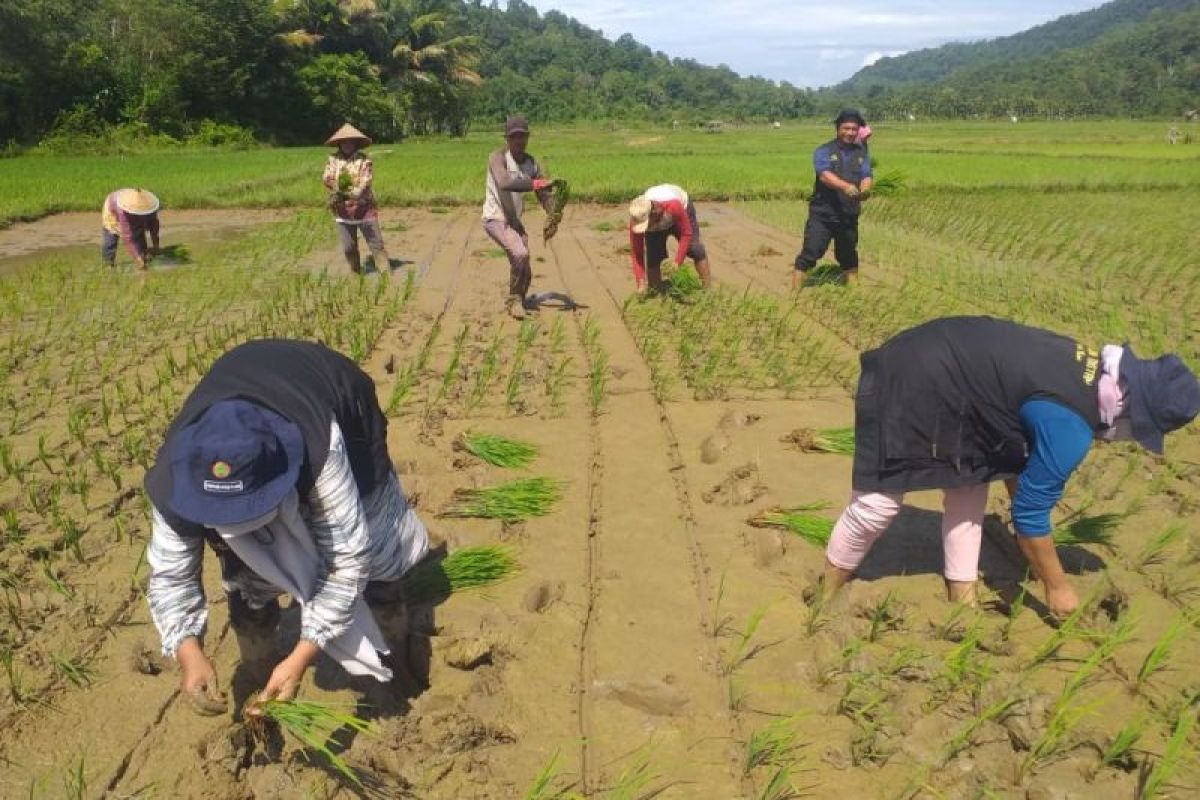 Distan Aceh Besar data lahan pertanian gagal panen