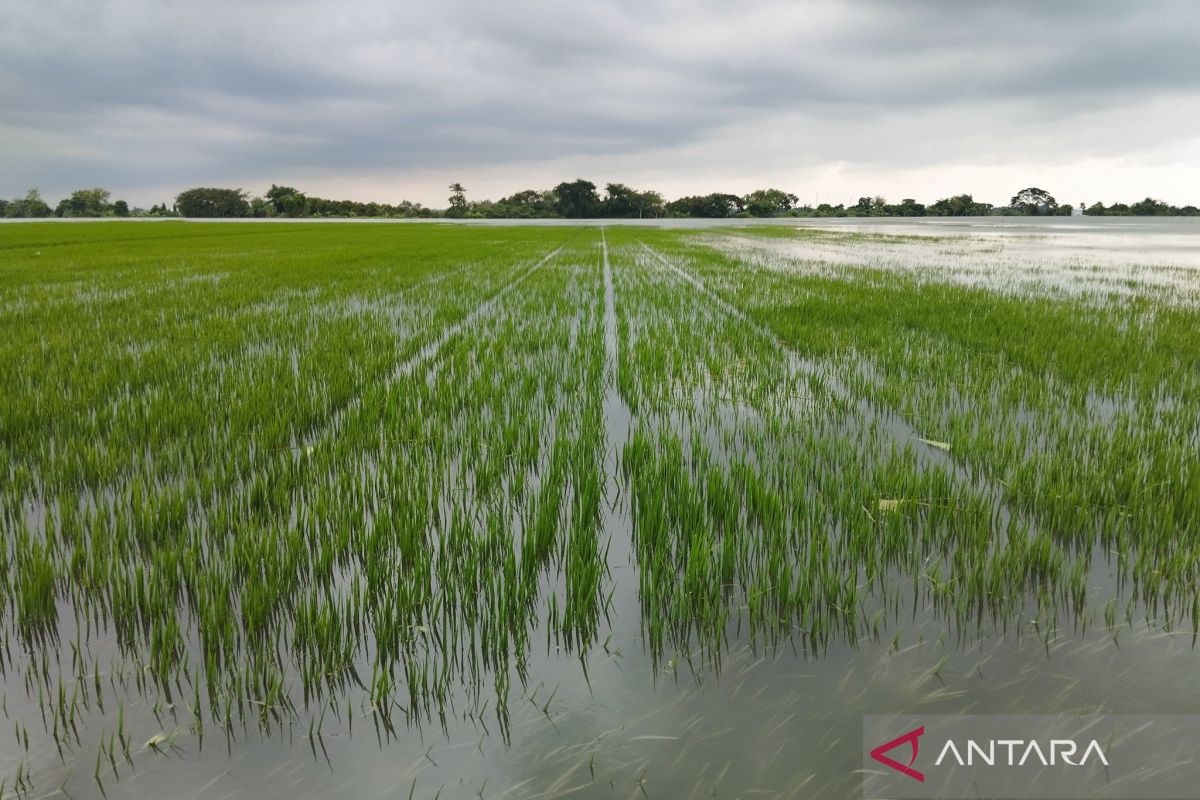 Kementan bantu benih-pupuk untuk tanaman padi di Kudus, Jateng, terdampak banjir