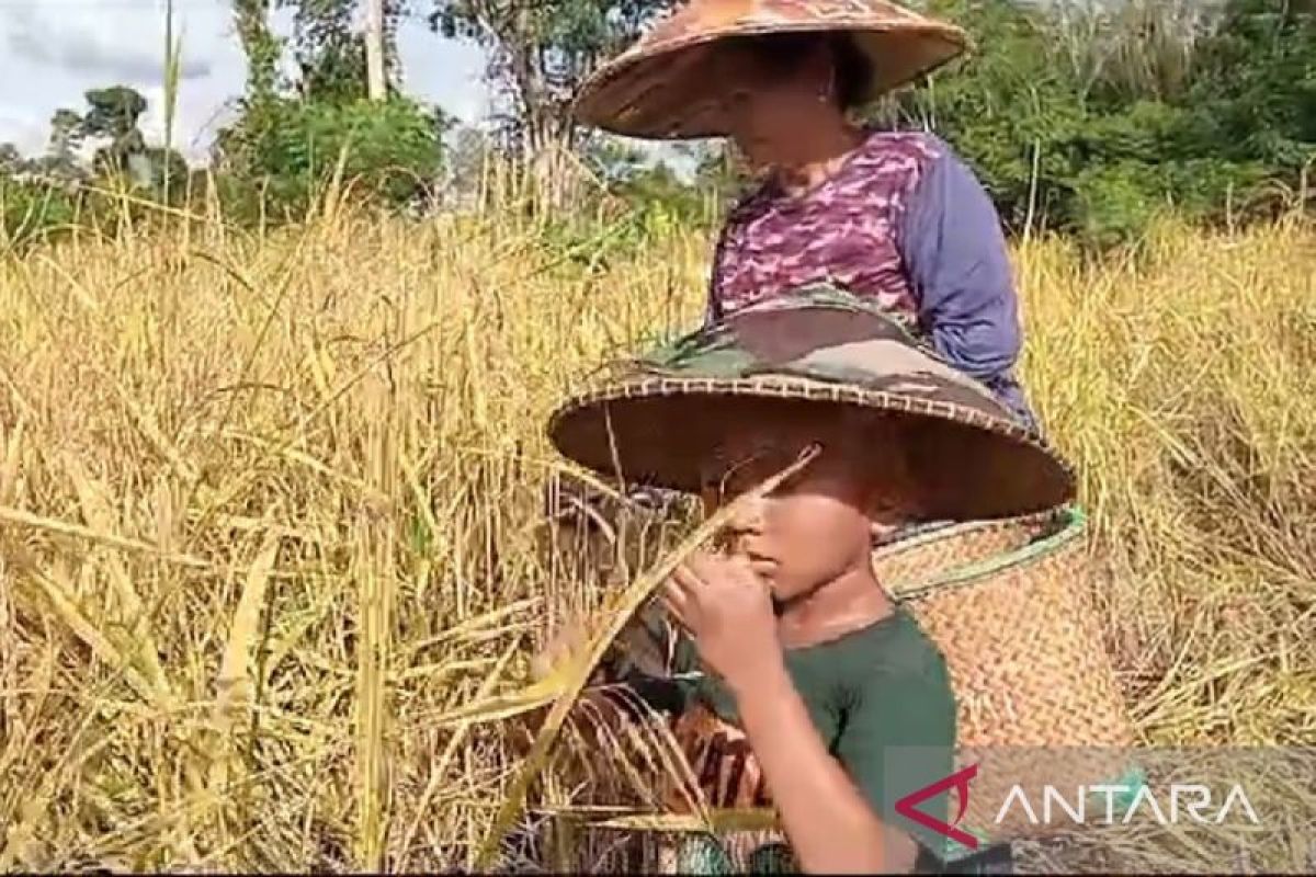Produksi padi petani tradisional Kapuas Hulu memperkuat pangan di desa