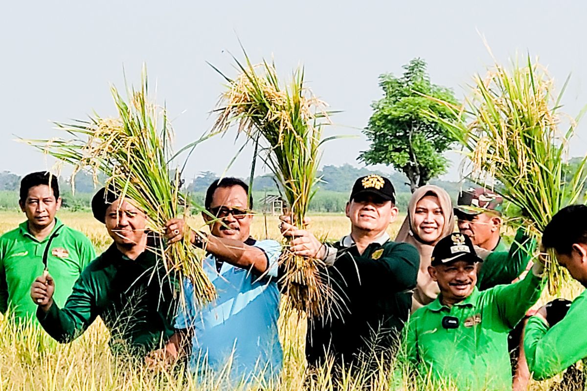 Bupati Situbondo  panen padi BK 01 agritan dengan produksi 9 ton/ha