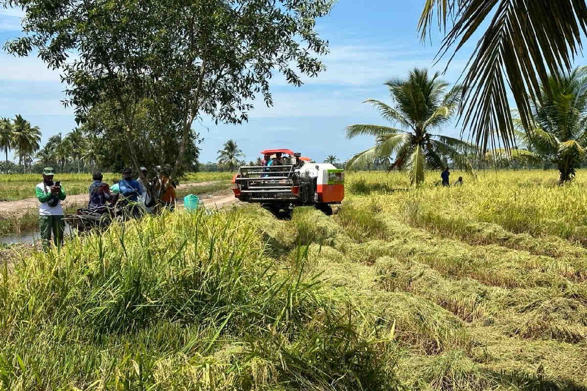 Kementan pastikan produksi beras nasional tetap aman jelang Ramadhan