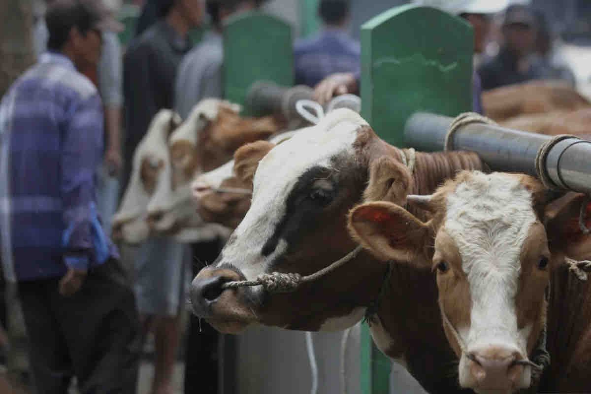 Rencana impor 400 ribu sapi cegah defisit daging di Indoenesia
