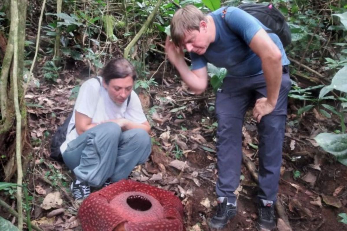 Wisatawan mancanegara kunjungi bunga rafflesia mekar