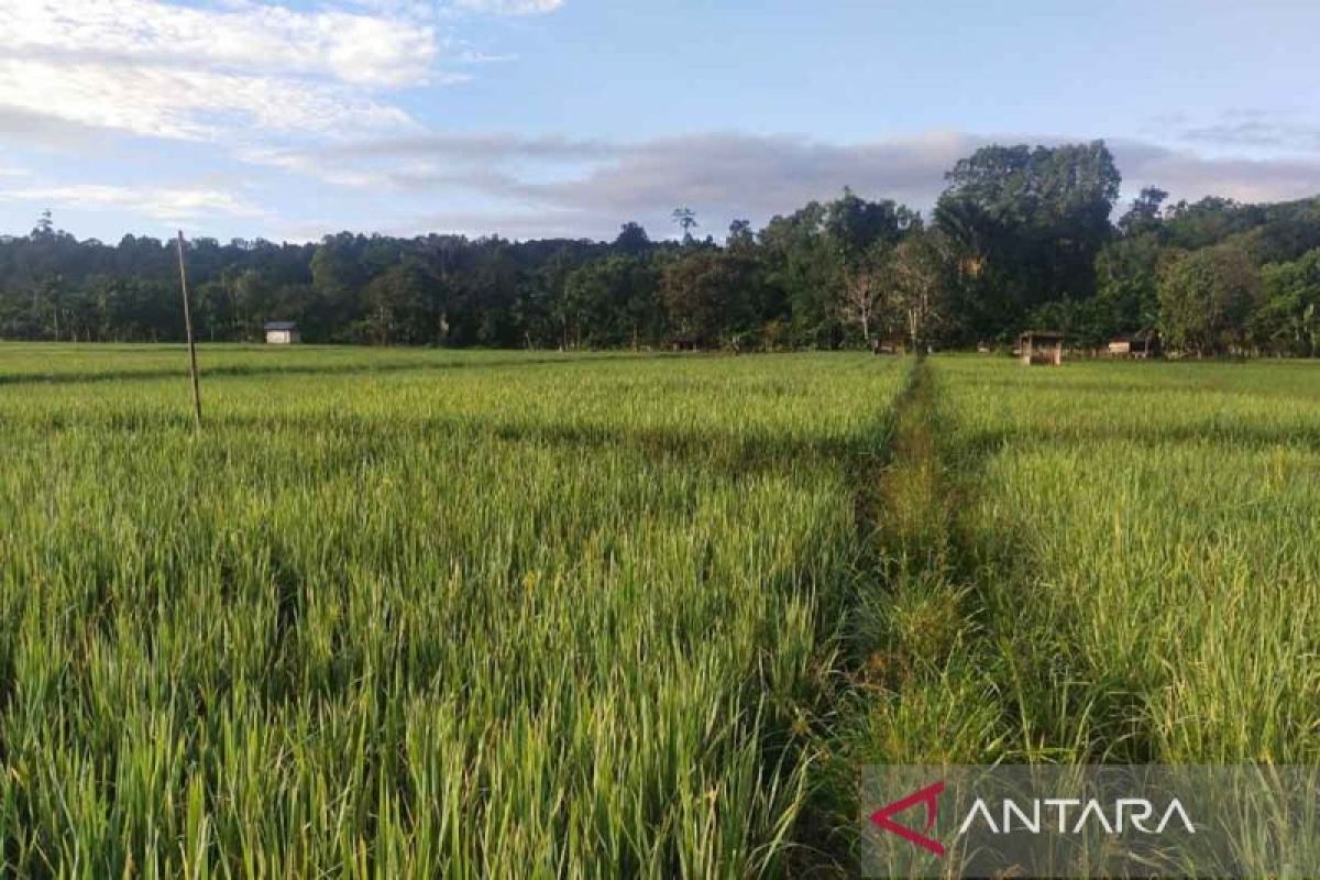 Pemkab Simeulue targetkan produksi padi capai 40 ribu ton