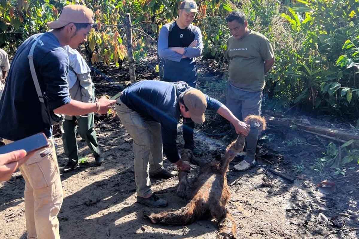 Satu orang utan mati terseret banjir di Gayo Lues