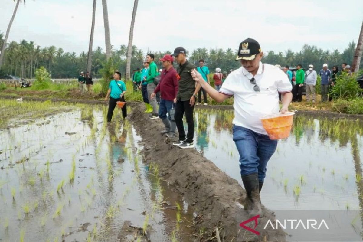 Pemkab Situbondo siapkan 50 ton bibit padi BK 01/02 untuk Kementan