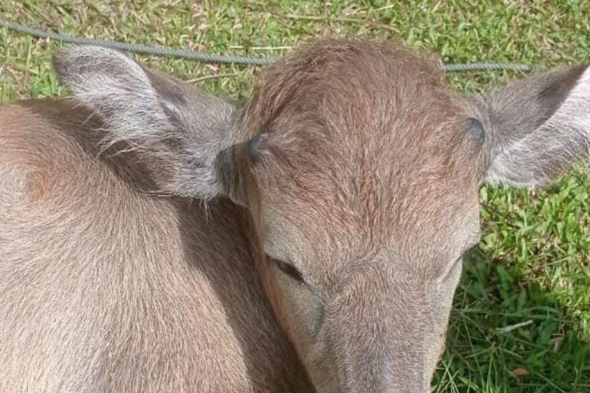 Dua kerbau terluka diserang satwa liardi Sipinang Agam