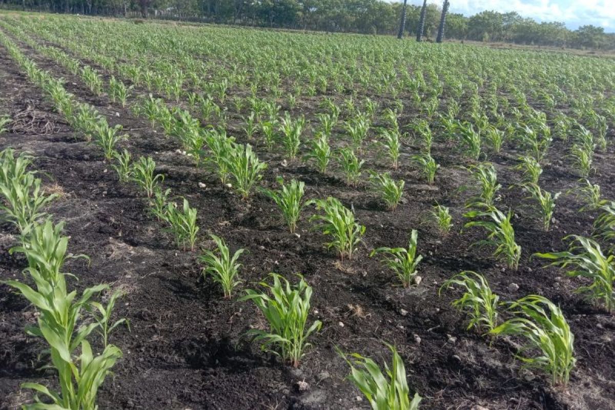 Sumba Timur lakukan pengembangan sorgum pada lahan 3.000 hektare