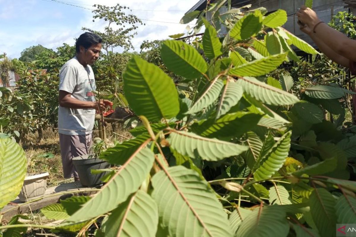 Petani di Kabupaten Kapuas Hulu Kalbar minta pemerintah selamatkan harga daun kratom