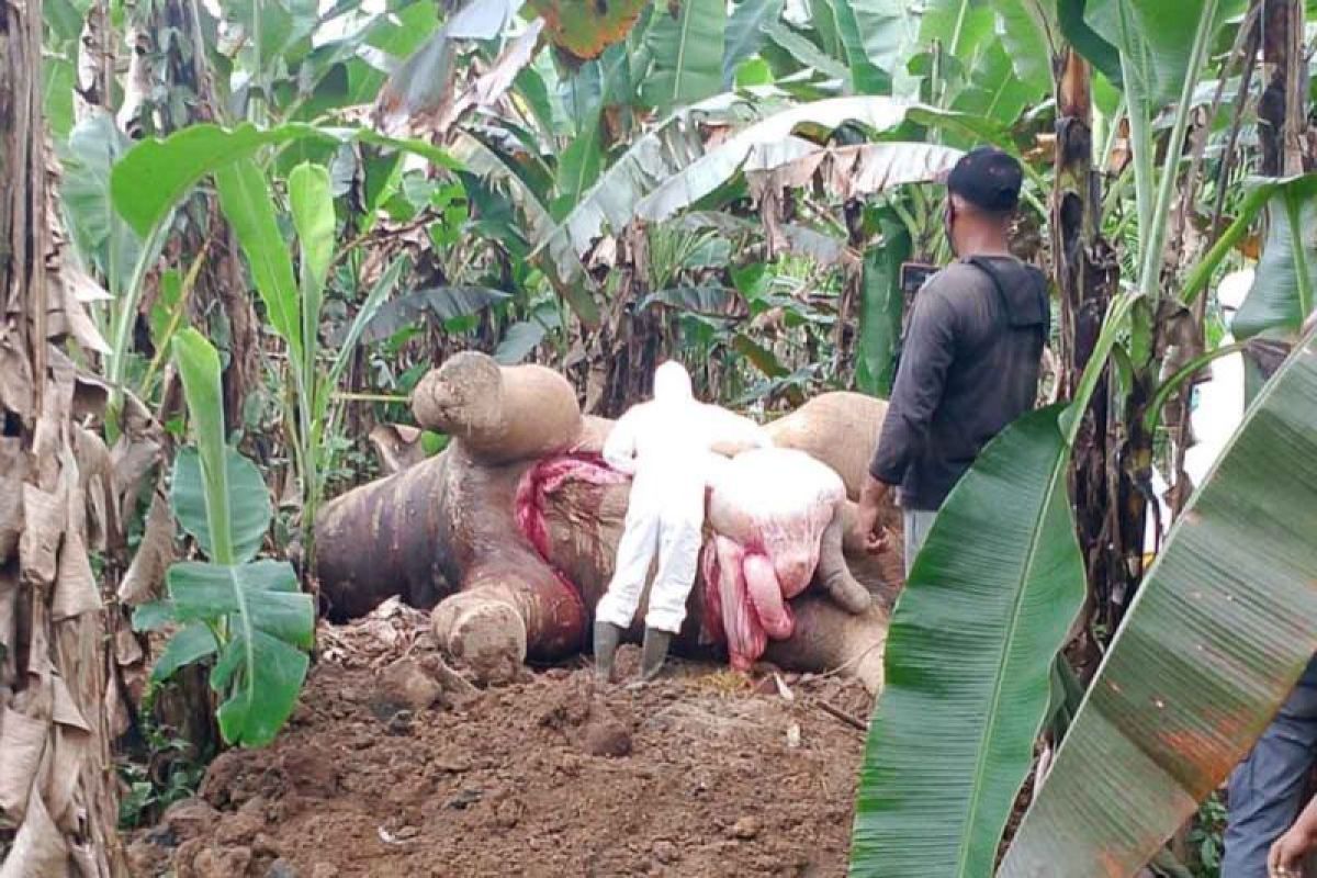 Gajah sumatra ditemukan mati tersengat listrik di Pidie Jaya