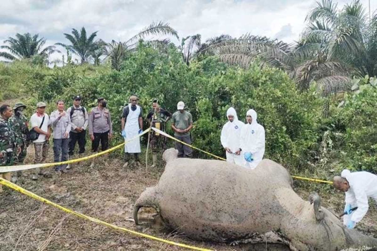 Gajah sumatra ditemukan mati tersengat listrik di Pidie Jaya, begini kronologinya