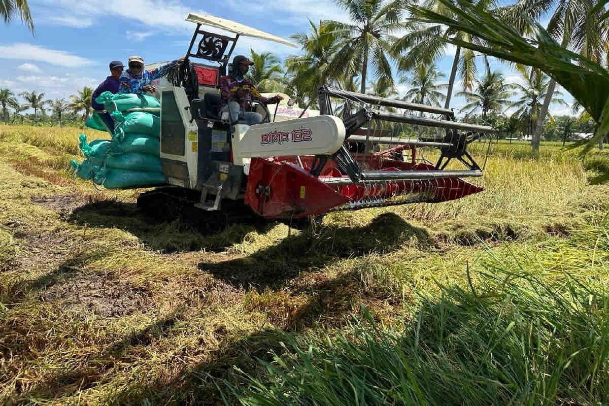 Kementan sebut Jatim-Jateng mulai panen raya bantu stok pangan nasional