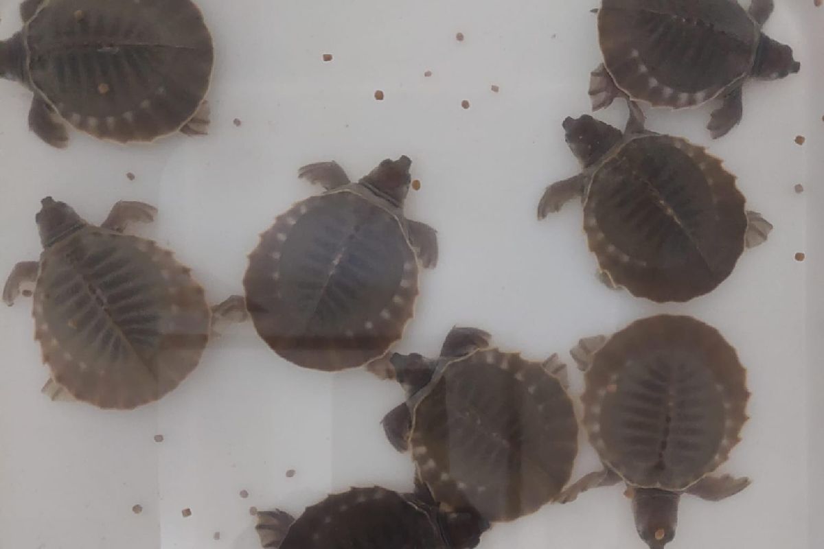 Karantina gagalkan penyelundupan 15 ekor anakan kura-kura dari Merauke