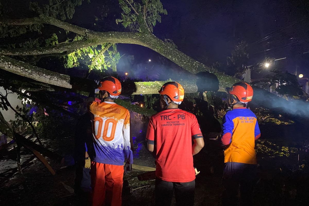 Tragis, seorang pemotor tewas tertimpa pohon tumbang di Trenggalek