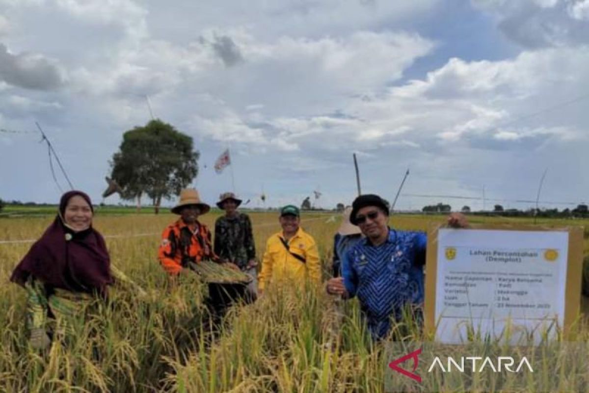 Banjarmasin develops superior rice variety Mekongga