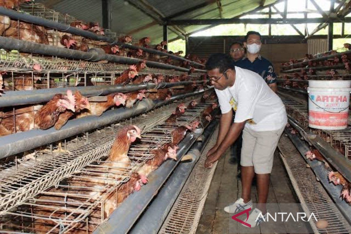 Peternak ayam di Biak disebut ikut berperan jaga inflasi daerah