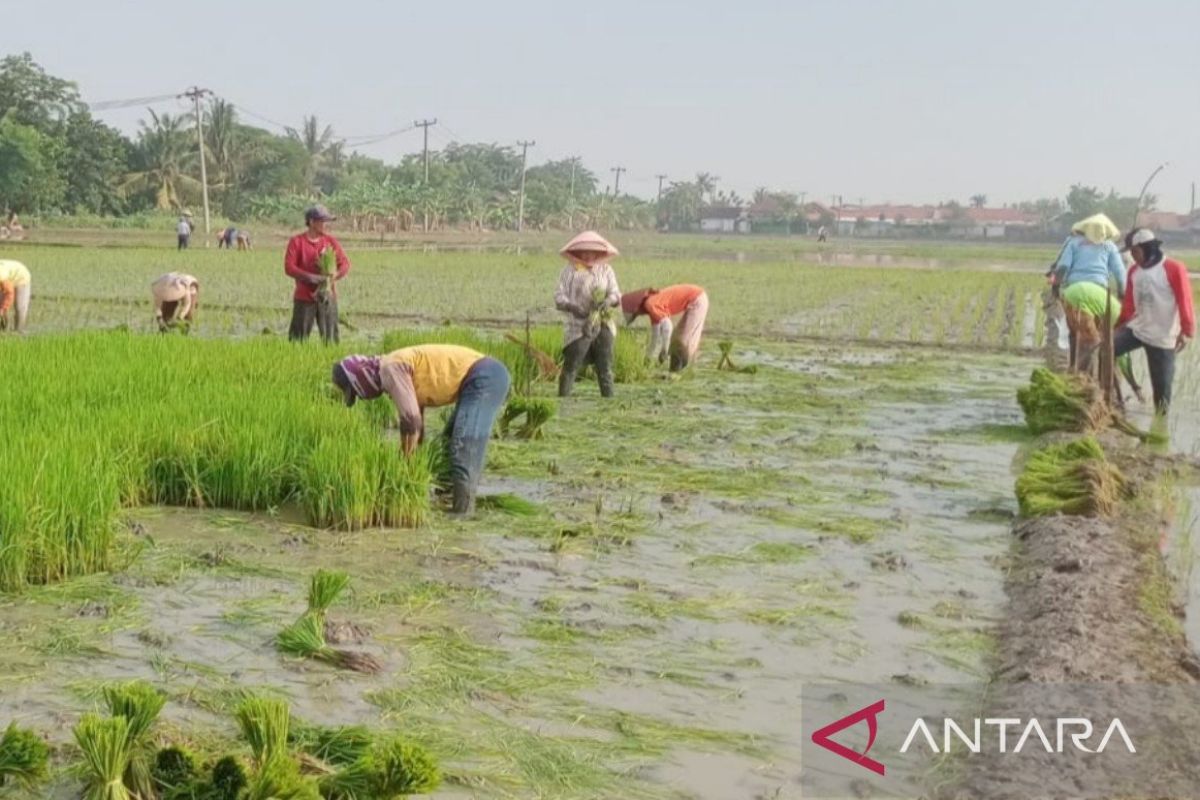 Tiga kecamatan di Bekasi masuk awal musim panen