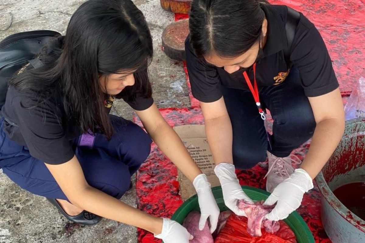Pemkab Badung cek kesehatan ribuan babi jelang Hari Raya Galungan