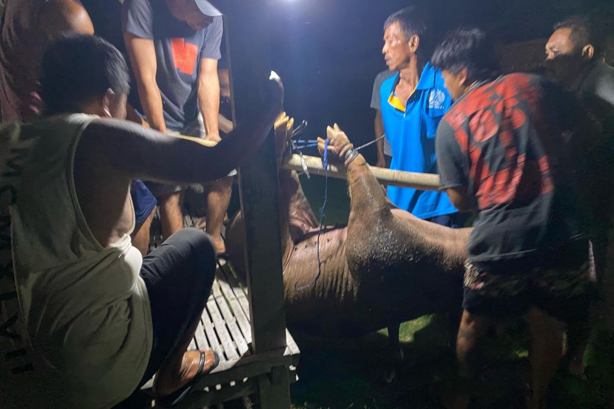 Rutan Negara laksanakan tradisi Mepatung jelang Hari Raya Galungan