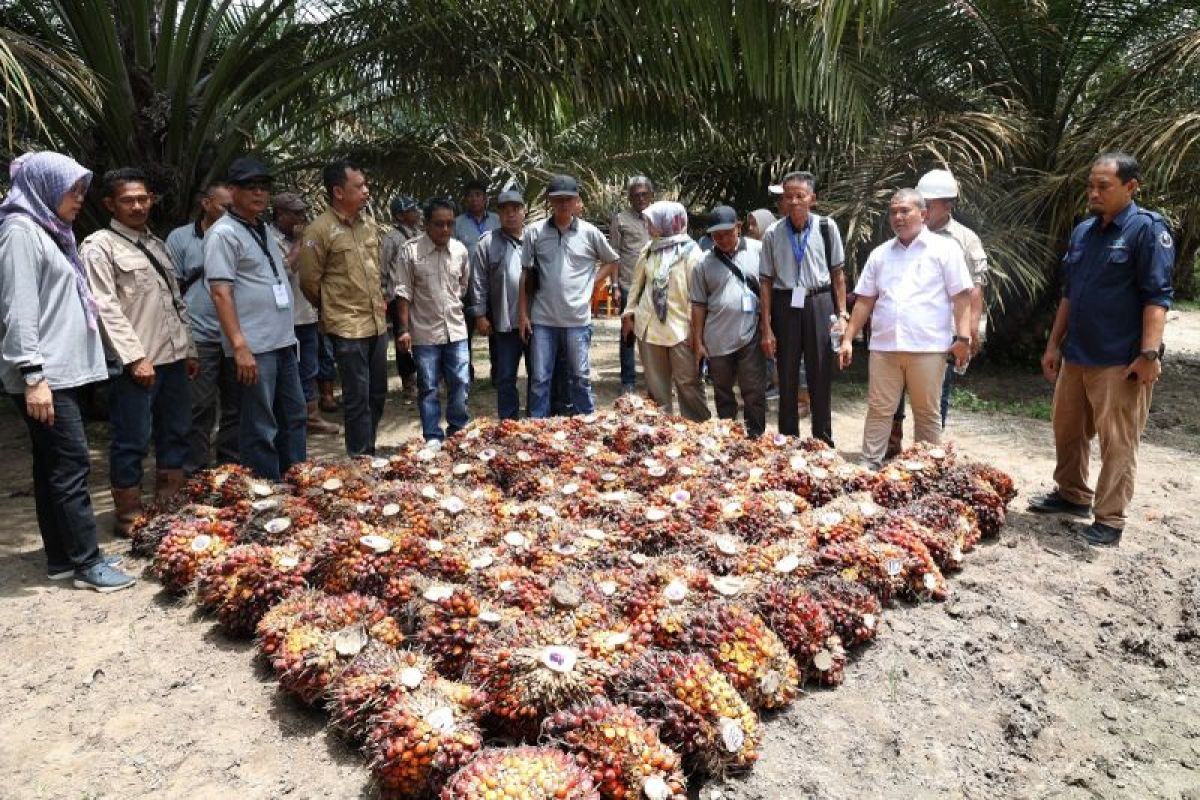 Petani sawit Kalbar adopsi pola kemitraan petani dan PTPN IV Regional 3 Riau