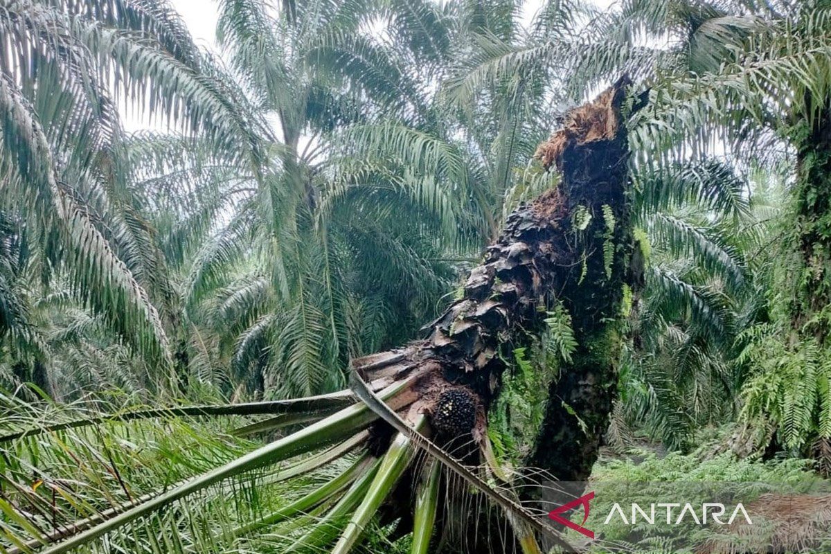 Distanbun selidiki serangan jamur Ganoderma pada tanaman kelapa sawit di Aceh