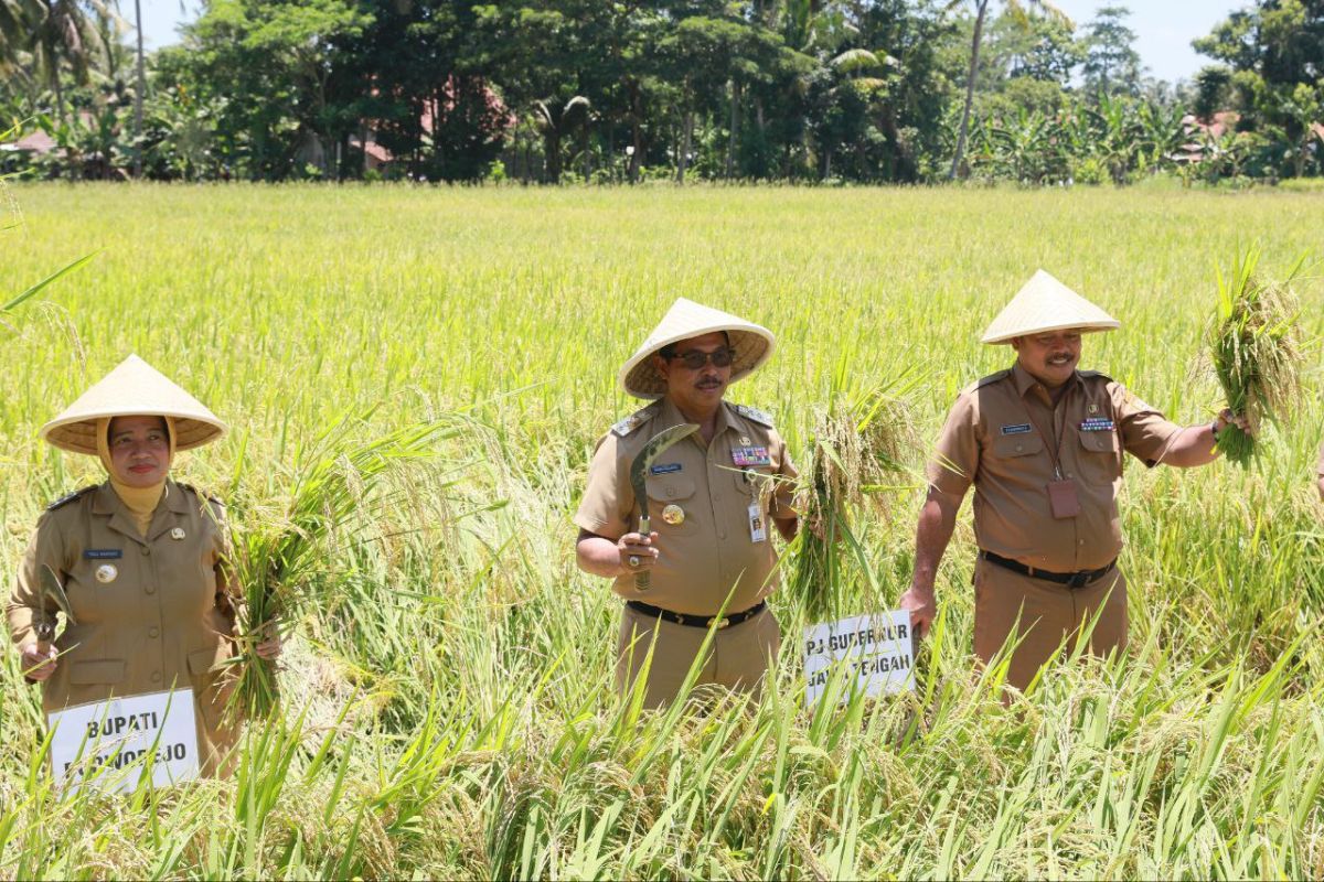 Pj Gubernur Jateng: Panen raya Purworejo tambah stok beras