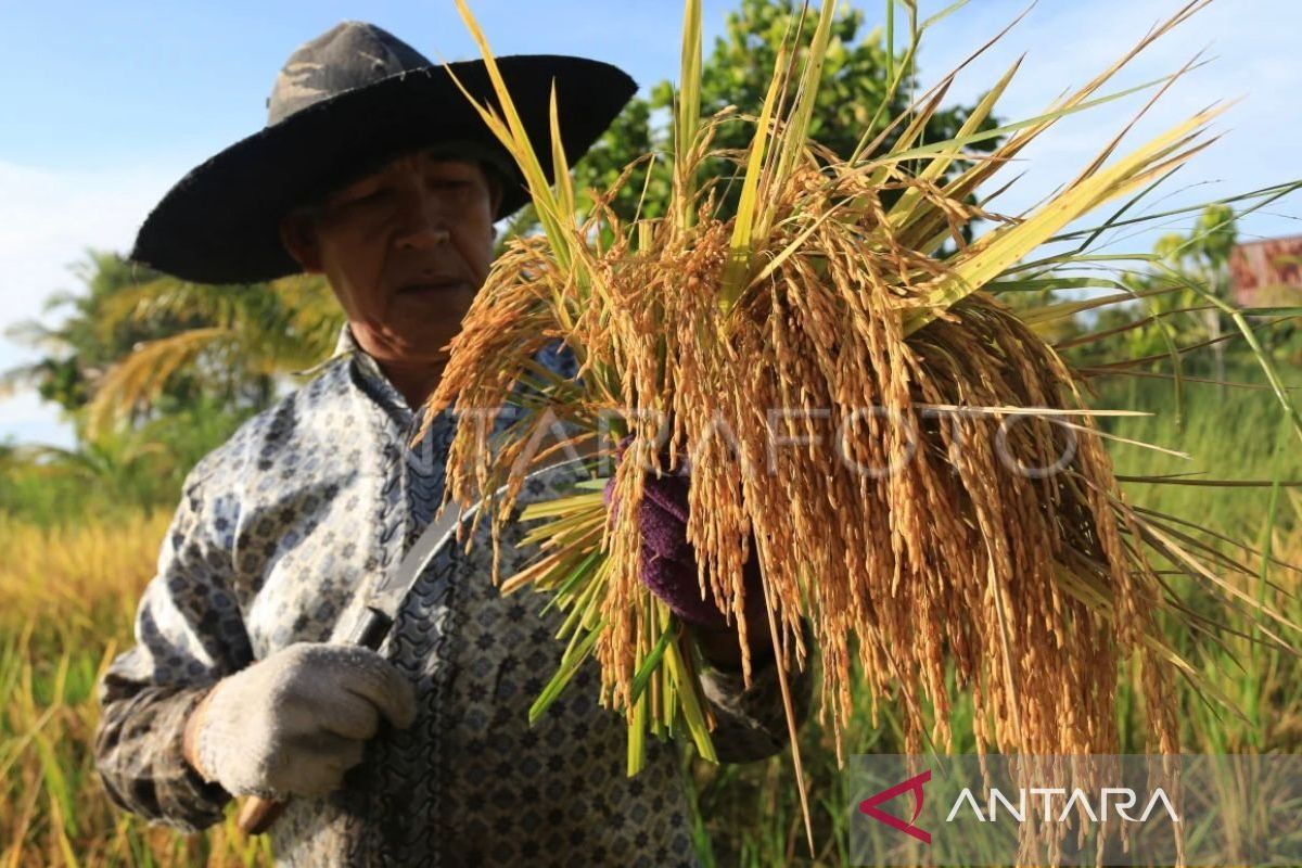 Harga gabah di Aceh Barat melejit jadi Rp7.000/Kg efek stok beras menipis