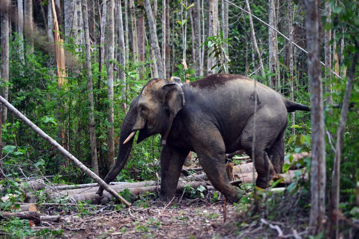 Beberapa ekor Gajah Sumatera rusak kebun sawit warga di Tanjabbar