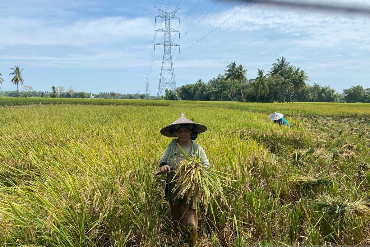 Sepuluh kecamatan di Pidie mulai panen raya musim rendengan