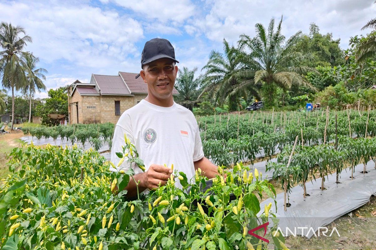 Tanah Bumbu farmers strive to alleviate inflation by producing vegetables