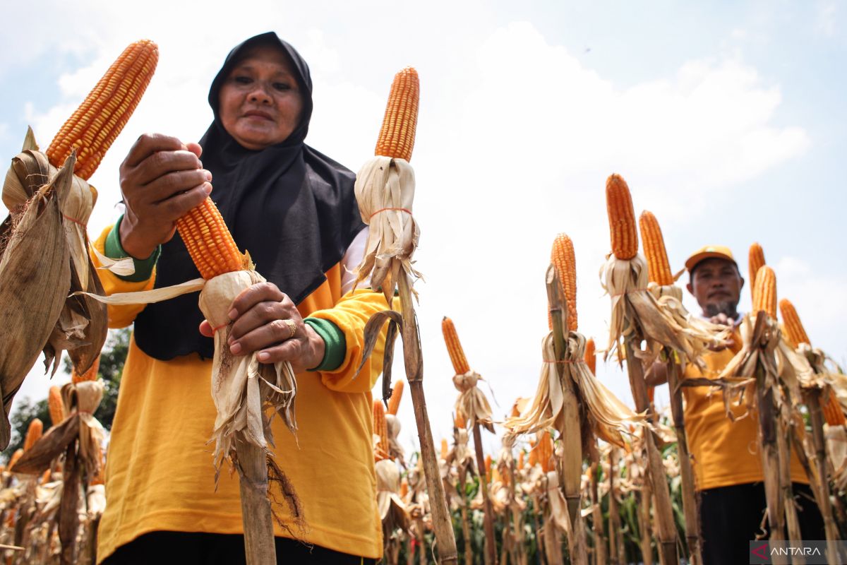 BPS catat pada Februari 2024 NTP Jatim naik 3,45 persen