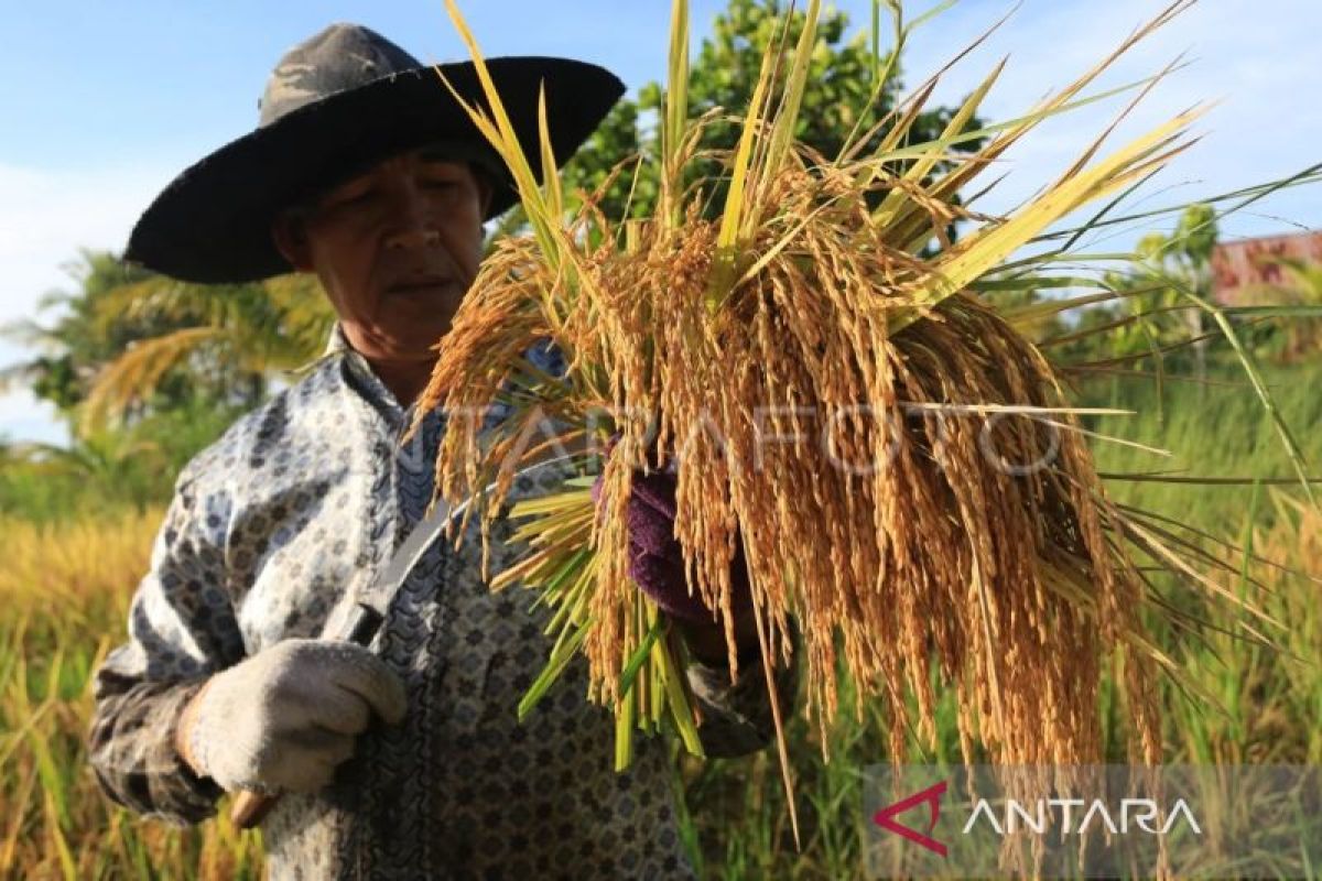 Biaya produksi melonjak, petani Abdya harap harga beli gabah juga tinggi