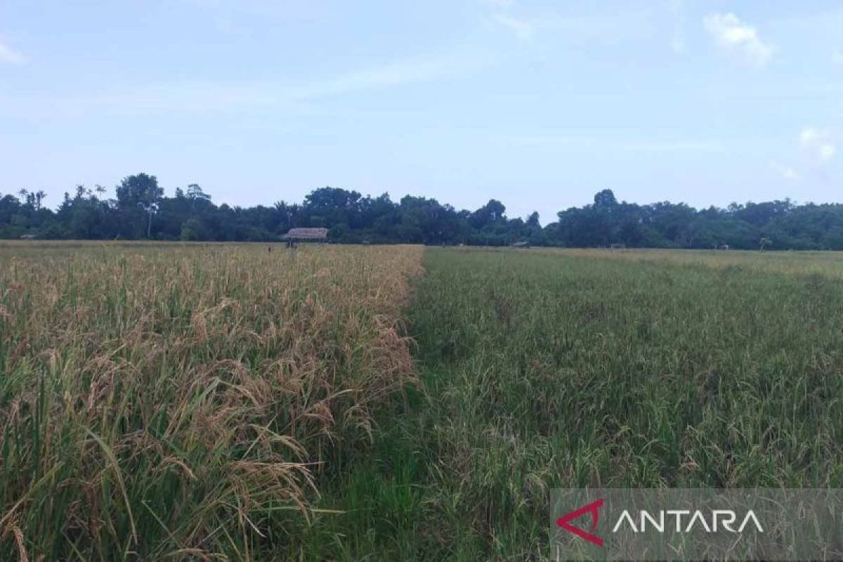 Ketersediaan pangan di Simeulue hingga tujuh bulan ke depan