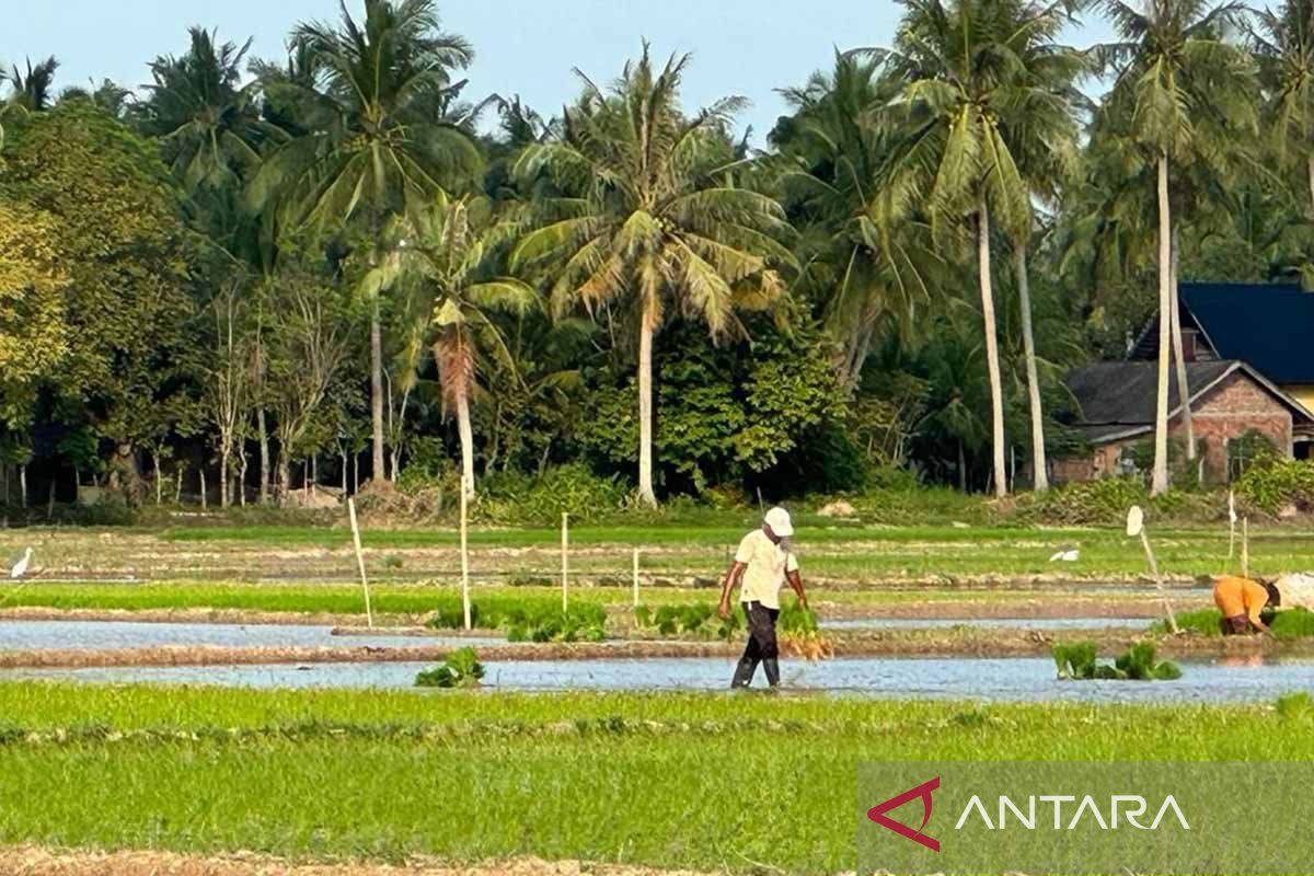 Produksi padi di Aceh Timur capai 100.418 ton