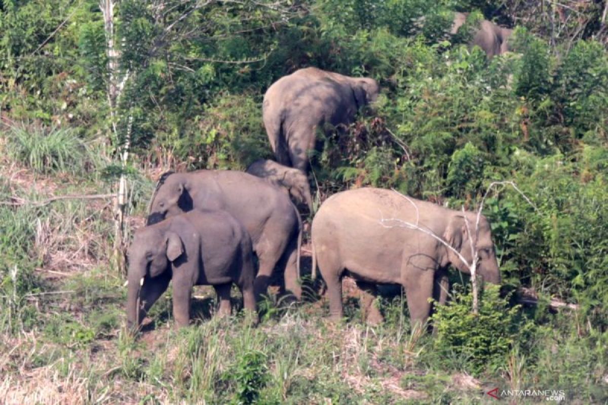 BKSDA Jambi halau kawanan gajah liar masuk kembali Taman Nasional Bukit Tigapuluh