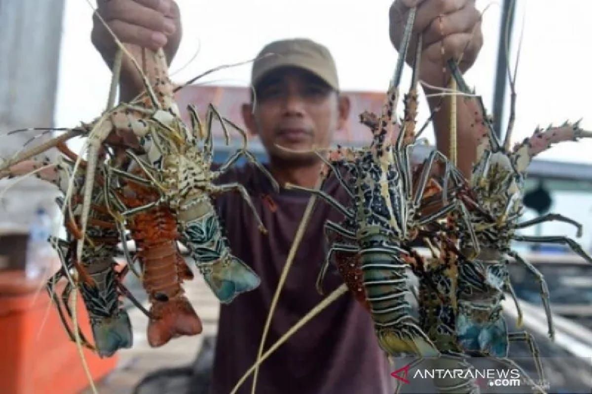 PEMA-LAMI KSO sukses ekspor perdana lobster Aceh ke Malaysia, harus terus ditingkatkan