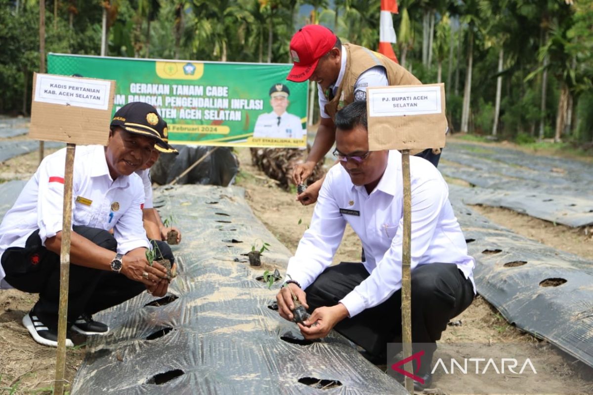 Pemkab Aceh Selatan gelar gerakan tanam cabai guna pengendalian inflasi