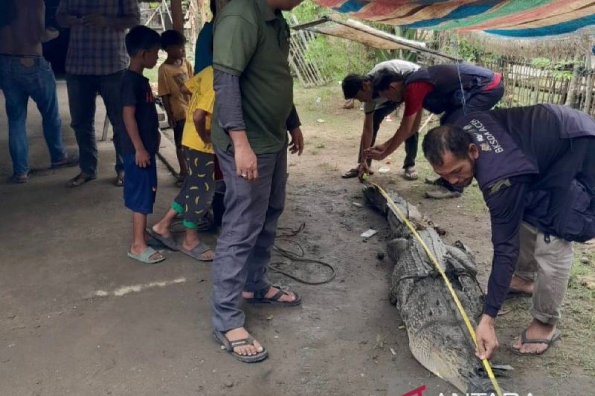 Warga Aceh Tamiang tangkap buaya sepanjang tiga meter