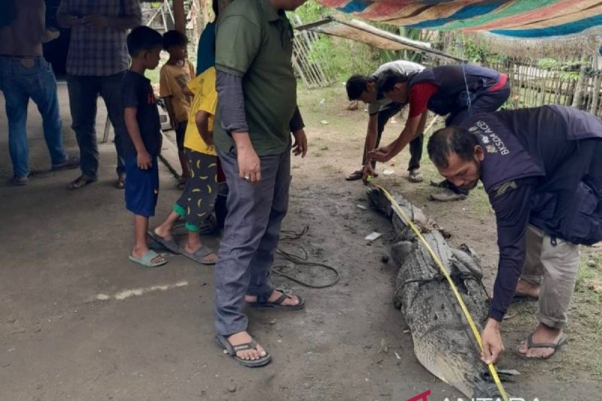 Warga tangkap buaya sepanjang tiga meter