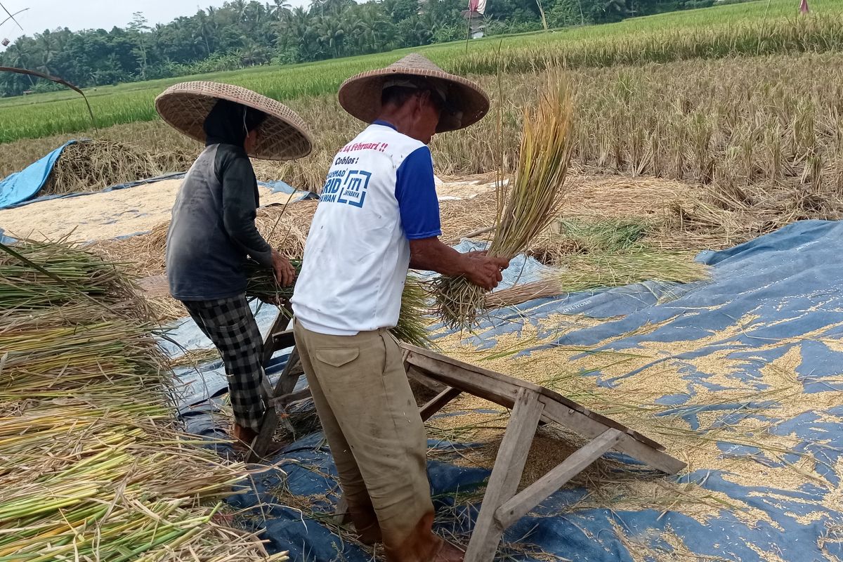 Petani Lebak mulai panen dan puncaknya Maret nanti