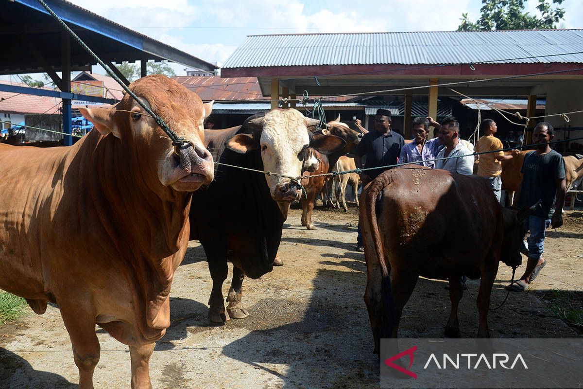 FOTO - Permintaan ternak jelang tradisi meugang Ramadhan di Aceh Besar