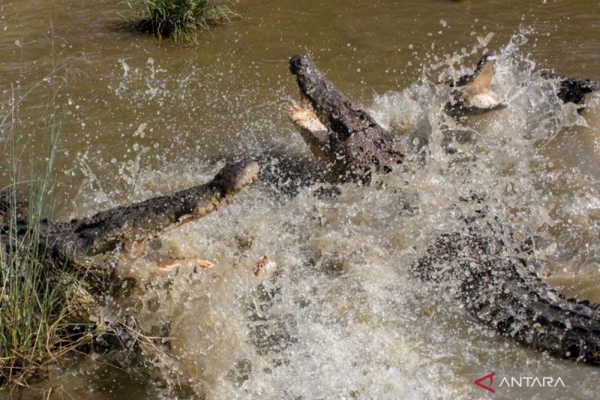 Konflik buaya dan manusia di Babel dipicu kerusakan lingkungan