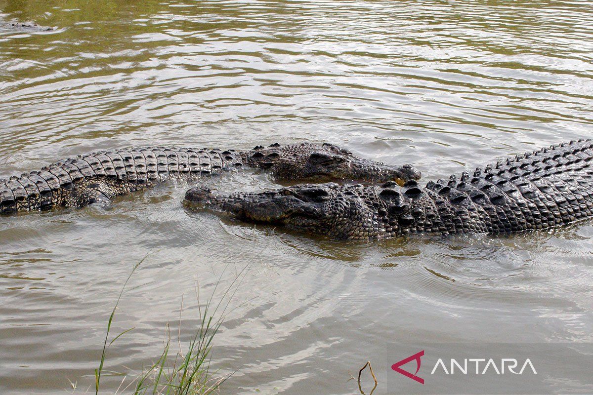 Buaya Australia masuk ke perairan NTT & berkonflik dengan manusia