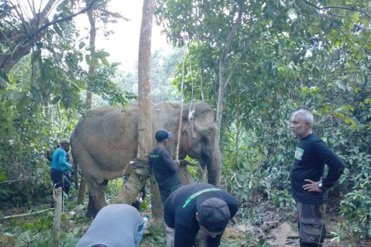 Gajah sumatra ditemukan terluka di Desa Pante Kera, Aceh Timur